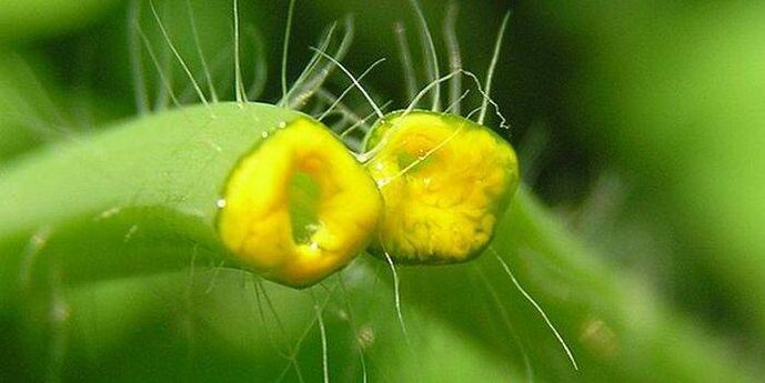 suco de erva celidônia de papilomas