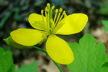 flor de erva celidona para remoção de papiloma